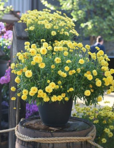 Coreopsis Leading Lady(™) 'Charlize' potted plant containing numerous golden yellow double flowers. Photo courtesy of Growing Colors(™).