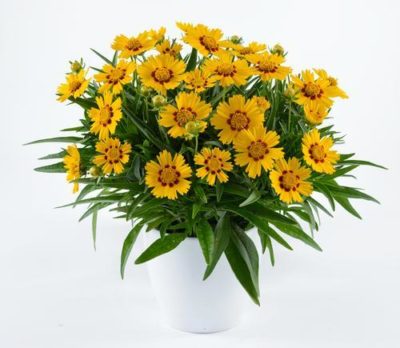 Coreopsis grandiflora Solanna(™) 'Bright Touch' arrangement of beautiful cut, bicolour double flowers that are bright yellow with rich red centers. Photo courtesy of Growing Colors(™).