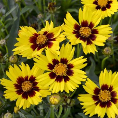 Coreopsis grandiflora 'SunKiss' close-up of large, bicolour double flowers that are bright yellow with splashes of burgundy in the center. Photo courtesy of Walter's Garden Ltd.