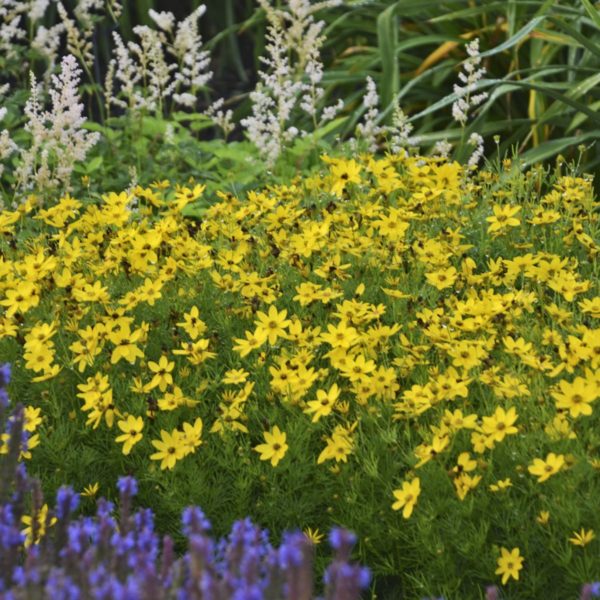 Coreopsis verticillata 'Zagreb' massive planting in a garden with an equally massive bloom of golden-yellow flowers covering the finely divided foliage underneath. Photo courtesy of Walter's Garden Ltd.