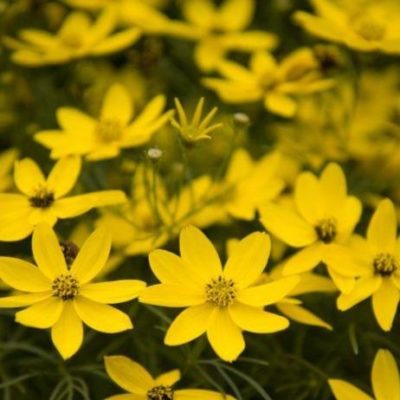 Coreopsis verticillata 'Zagreb' close-up of a floriferous plant and showing details of the golden yellow, daisy-like flowers.  Photo courtesy of Walter's Garden Ltd.