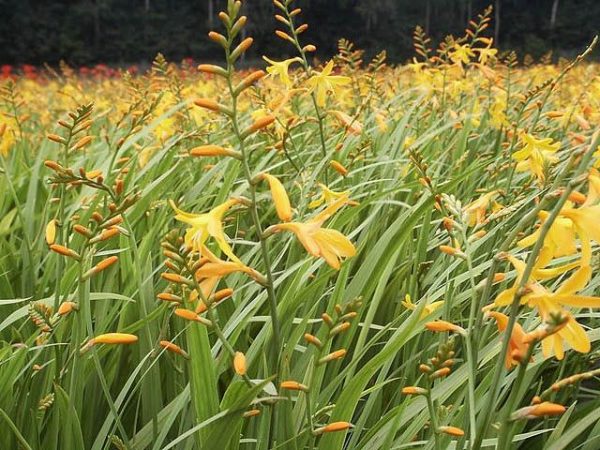 Crocosmia 'George Davidson' landscape while in prolific bloom of bright yellow tubular flowers that are born on stems that gradually arch over the green lanceolate foliage.