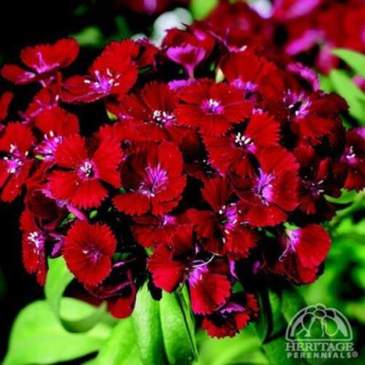Dianthus barbatus ‘Barbarini™ Red’ has a breathtaking bloom of deep red flower clusters that bust from the compact, bright green foliage. Photo courtesy of Syngenta.