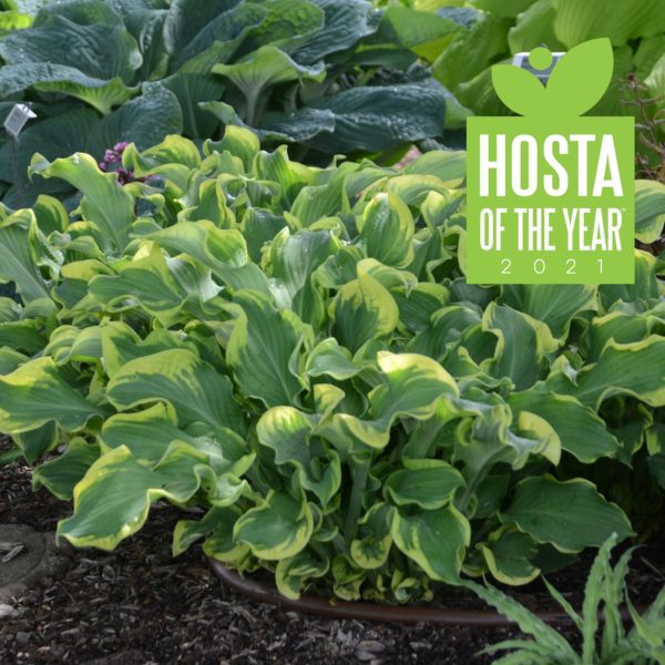 Hosta ‘Wheee!’ 2021 Proven Winners Hosta of the Year®. Plantings in a garden showing the bright green foliage that has variegated leaves with wide yellow margins.  Photo courtesy of Walters Gardens, Inc.