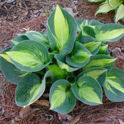 Hosta ‘Lakeside Cupcake’ mature plant in garden with a cream centre surrounded by a bluish-green margin.