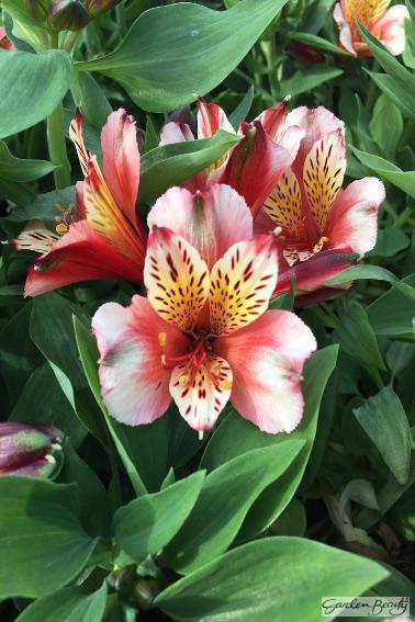 Alstroemeria micro Inca ‘Husky’ large flowers with beautiful shades of peach and apricot, with yellow and mahogany speckles.