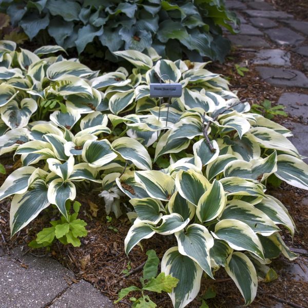 Hosta ‘Blue Ivory’ patch of plants with foliage variegated with bright white margins and dark green centres. Photo courtesy of Walters Gardens, Inc.