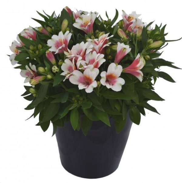 Alstroemeria micro Inca ‘Lucky’ potted plant with large, white flowers with pink throats and petal tips brushed green.