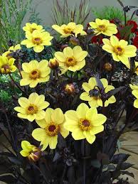 Dahlia 'Happy Single® Party' bloom of beautiful, bright yellow, single flowers with golden centers. Photo courtesy of Growing Colors(™).