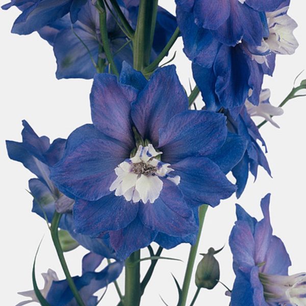 Delphinium elatum Aurora(™) 'Blue' close-up studio photo of a large semi-double flower with brilliant blue petals and a pure white center.
