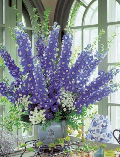 Delphinium elatum Aurora(™) 'Blue' cuttings of tall flower spikes that bear large semi-double flowers that are a vivid blue to light purple with white centers. Photo courtesy of Growing Colors(™).