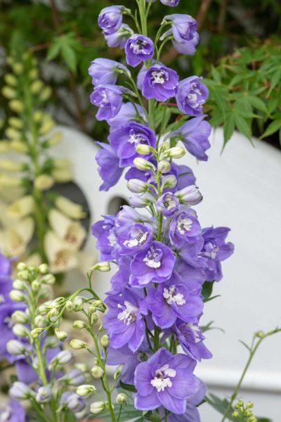Delphinium elatum Aurora(™) 'Lavender' showing tall spikes that have more compact flowers relative to other cultivars. The semi-double flowers are lilac colour with pure white centers.
