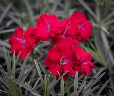 Dianthus Mountain Frost(™) 'Red Garnet' close-up of highly ruffled single flowers that burst with a beautiful red that contrasts the murky silver foliage perfectly. Photo courtesy of Growing Colors(™).