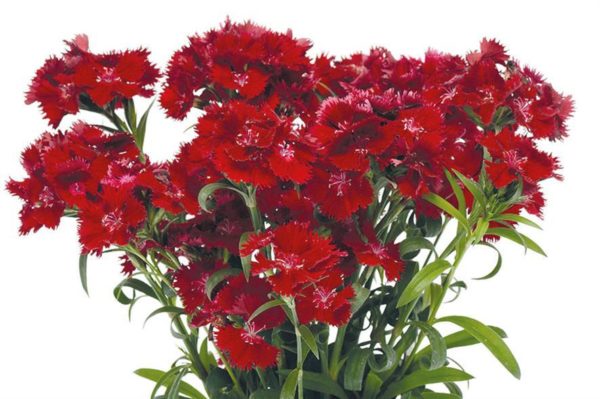 Dianthus 'Rockin(™) Red' close-up of cut flowers showing the lacy margins and vivid colouring of the petals.