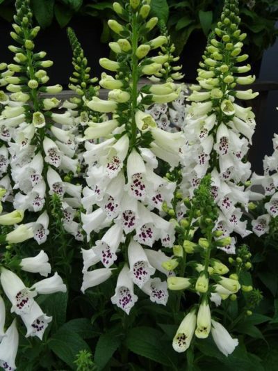 Digitalis purpurea 'Dalmation Crème' beautiful blooms of creme-white flowers with maroon to dark purple throats. The large bell flowers are borne on tall flower spikes that rise above the dark green, ovate foliage. Photo courtesy of Growing Colors(™).
