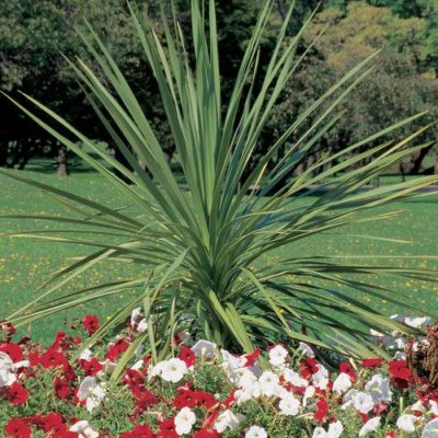 Dracaena spike view of mature plant dominating the back of a landscape with numerous long sword-like leaves.. Photo courtesy of Proven Winners(™).
