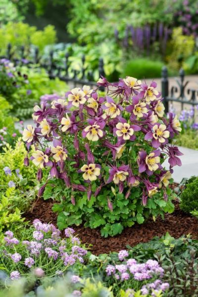 Aquilegia ‘EarlyBird(™) Purple Yellow’ compact, low-mounding, fern-like foliage with a prolific bloom of two-toned flowers of purple and yellow. Photo courtesy of Growing Colors(™).