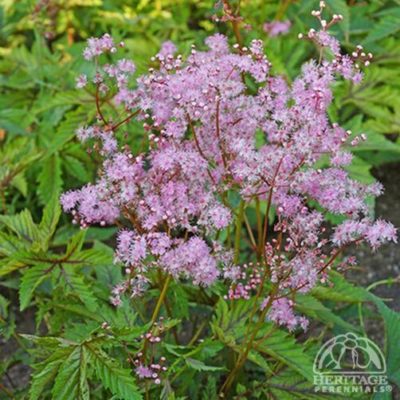 Filipendula ‘Red Umbrellas’ umbles of light pink flowers in early summer. Photo courtesy of Heritage Perennials.