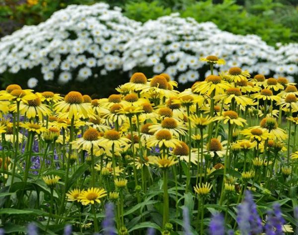 Echinacea 'Butterfly(™) Cleopatra' mature, tall plants blooming in landscape. The large, semi-double golden flowers stand well above the compact foliage, with their abundance creating a yellow carpet.