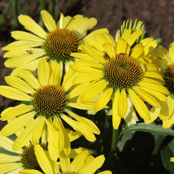 Echinacea 'Butterfly(™) Cleopatra' close-up of large, semi-double, bright golden yellow flowers with large seed heads.