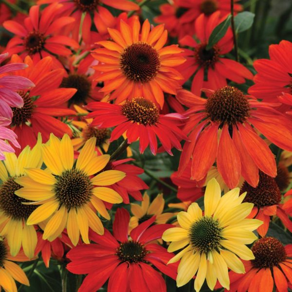 Echinacea 'Cheyenne Spirit' showing the varied shades of coneflower from this variety, including red, rosy-red, pink, orange, and yellow. All have a brown center. Photo courtesy of Walter's Garden Inc.