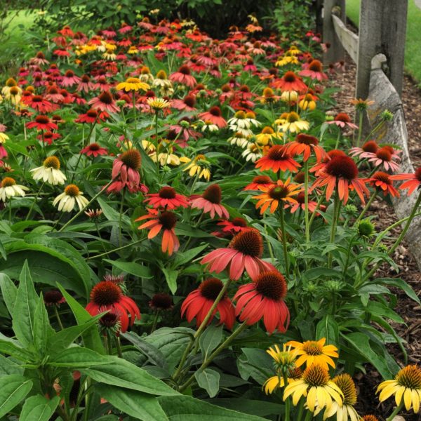 Echinacea 'Cheyenne Spirit' mass planting in garden showing the large variety of colours that can be produced from this hybrid coneflower. Photo courtesy of Walter's Garden Inc.