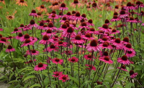 Echinacea purpurea 'Sensation Pink' bloom of large, bright pink coneflowers on dark, sturdy stems. This planting has been used for a sunny border and it provides a brilliant splash of colour.