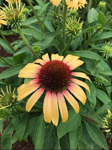 Echinacea purpurea Smoothie(™) 'Strawberry Mango' close-up of a large coneflower with golden yellow petals and a rosy red center. Photo courtesy of Growing Colors(™).