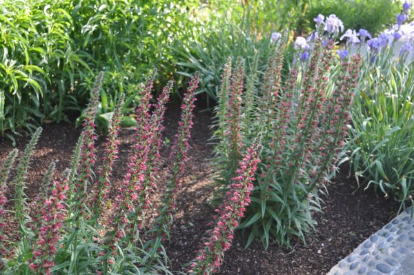 Echium amoenum ‘Red Feathers’ mature plants in the garden during bloom. Photo courtesy of ConservationGardenPark.org