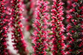 Echium amoenum ‘Red Feathers’ close-up of flower spikes that are transitioning from red to magenta. Photo courtesy of Gardenia.net
