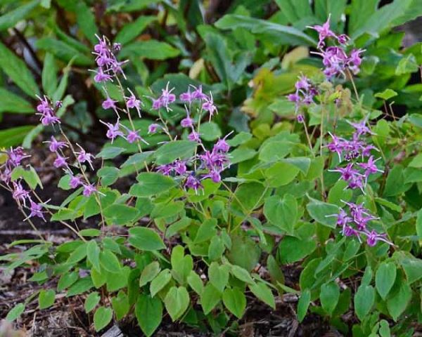 Epimedium grandiflorum 'Lilafee' border planting showcasing the long racemes that bear the bright purple flowers.