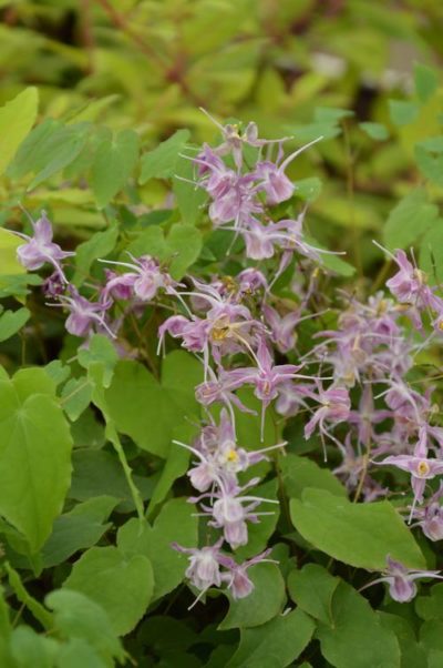 Epimedium grandiflorum 'Lilafee' long racemes of lavender-violet flowers cover the underlying ovate-shaped green foliage. Photo courtesy of Growing Colors(™).