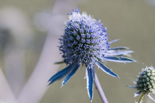 Eryngium planum 'Blue Hobbit' close-up photo of a single steel-blue flower. The cone-shape is a shade of purplish-blue.