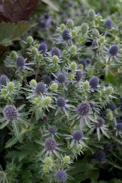 Eryngium planum 'Blue Hobbit' prolific flowering of steel-blue, thistle-like flowers on dark stems above a deeply serrated foliage. Photo courtesy of Growing Colors(™).