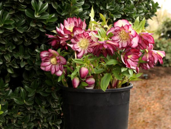 Helleborus NORTH STAR(™) Garnet Frills potted plant already showing several large ruby red flowers with stunning veins of red on brilliant white petals.  Photo courtesy of TERRA NOVA® Nurseries, Inc. www.terranovanurseries.com
