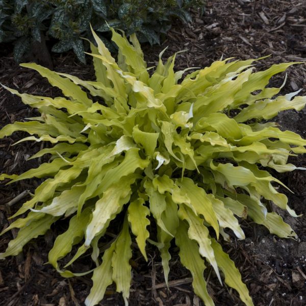 Hosta ‘Wiggles and Squiggles’ short, spreading habit featuring bright yellow, slender leaves. Photo courtesy of Walters Gardens, Inc.