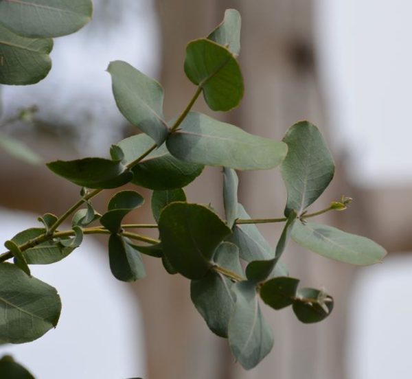 Eucalyptus neglecta with young, blue-grey, rounded leaves.
