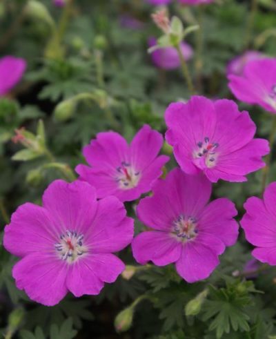 Geranium sanguineum 'Max Frei' close-up of the five-petaled magenta flowers that are lightly accented by the deep green summer foliage. Photo courtesy of Growing Colors(™).
