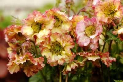 Geum 'Pretticoats(™) Peach'. close-up of the stunning ruffled, semi-double flowers that have hues of peach, yellow, and orange. The flowers stand on dark red stems. Photo courtesy of TERRA NOVA® Nurseries, Inc.