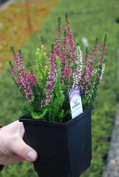 Heather 'Calluna vulgaris 'Double Play(™)' Red & White' potted plant showing floriferous habit consisting of spikes of red or white flowers that bloom simultaneously. Photo courtesy of Growing Colors(™).