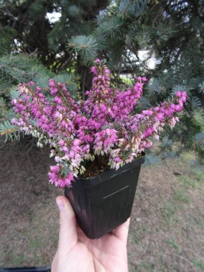 Heather 'Calluna vulgaris' potted plant with floriferous habit consisting of spikes of small bellflowers that come in an assortment of colours (pink, purple or cream). Photo courtesy of Growing Colors(™).