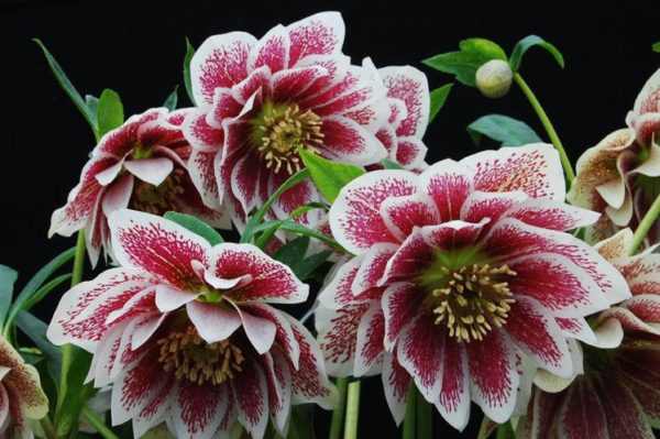 Helleborus Winter Jewels(™) ‘Painted Doubles’ beautiful, large, double flowers that are pure white with center splashes of red-maroon.