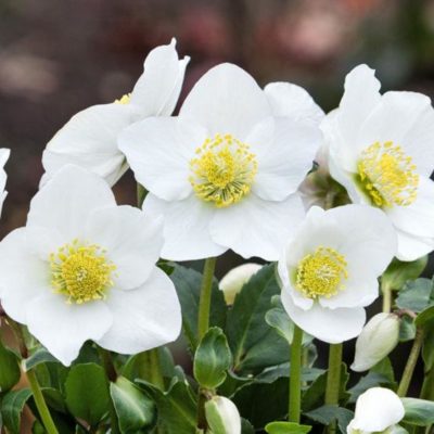 Helleborus niger 'HGC® Diva®'. close-up of large, slightly cup-shaped white flowers with bright yellow centers. Photo courtesy of helleborus.de.