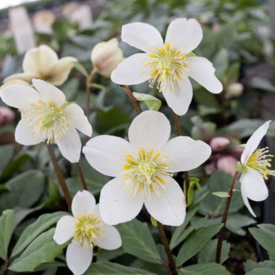 Helleborus niger 'HGC® Jacob(r)' close-up of beautiful, pure white flowers with pale yellow centers. Photo courtesy of Heritage Perennials.