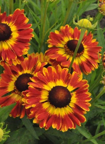 Hellenium autumnale 'Mariachi(™) Fueg' close-up of the large bicolour flowers with giant brown centers. The petals are reddish orange with a golden-yellow halo surrounding the center. Photo courtesy of Growing Colors(™).