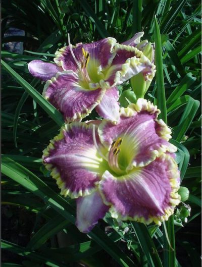 Hemerocallis 'Bestseller' bloom of large, beautiful two-tone flowers that have pink-lavender petals with yellow ruffled margins. Flowers are fragrant. Photo courtesy of Growing Colors(™).