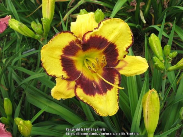 Hemerocallis 'Calico Jack' bloom of beautiful bicolour, large flowers that have plum red center and edges, with bright yellow interior. Photo courtesy of Garden.org