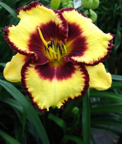 Hemerocallis 'Calico Jack' close-up of a large (6") bicolour flower with plum red center and margins and bright yellow petals. Photo courtesy of Growing Colors(™).