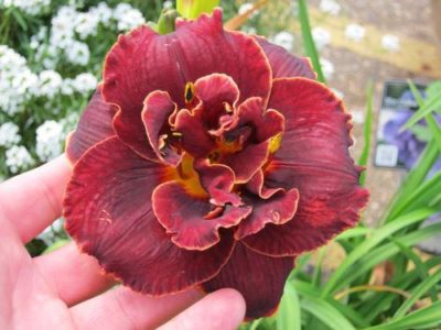 Hemerocallis 'Night Embers' large double flower with varying accents of smoky-red petals with a fine yellow to white line that defines the ruffled edges. Photo courtesy of Growing Colors(™).