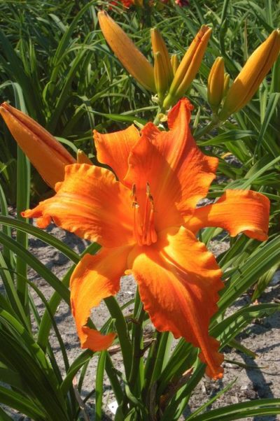 Hemerocallis 'Primal Scream' close-up of the unusual narrowed and arching bright orange tepals that make up this large flower. Photo courtesy of Growing Colors(™).